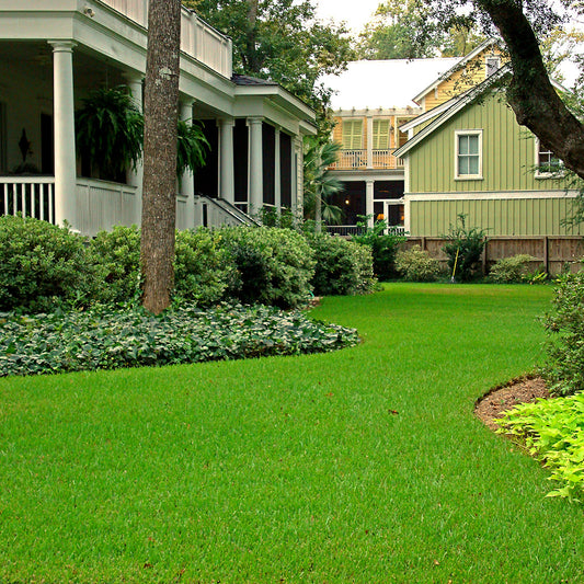 Palisades Zoysia